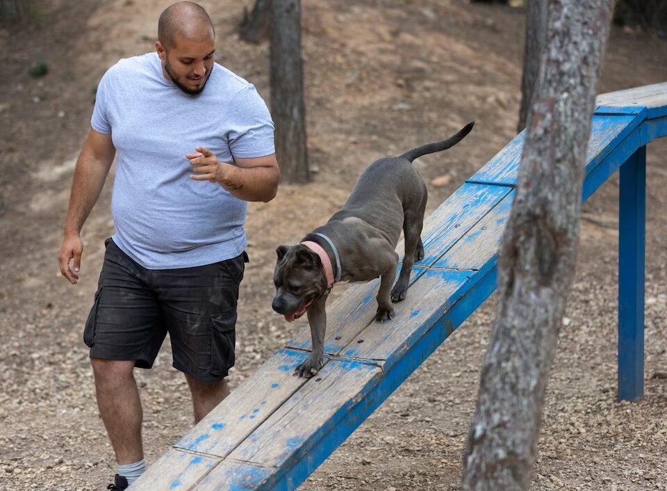 10-Tips-for-Successful-Training-Sessions-with-Your-Dog